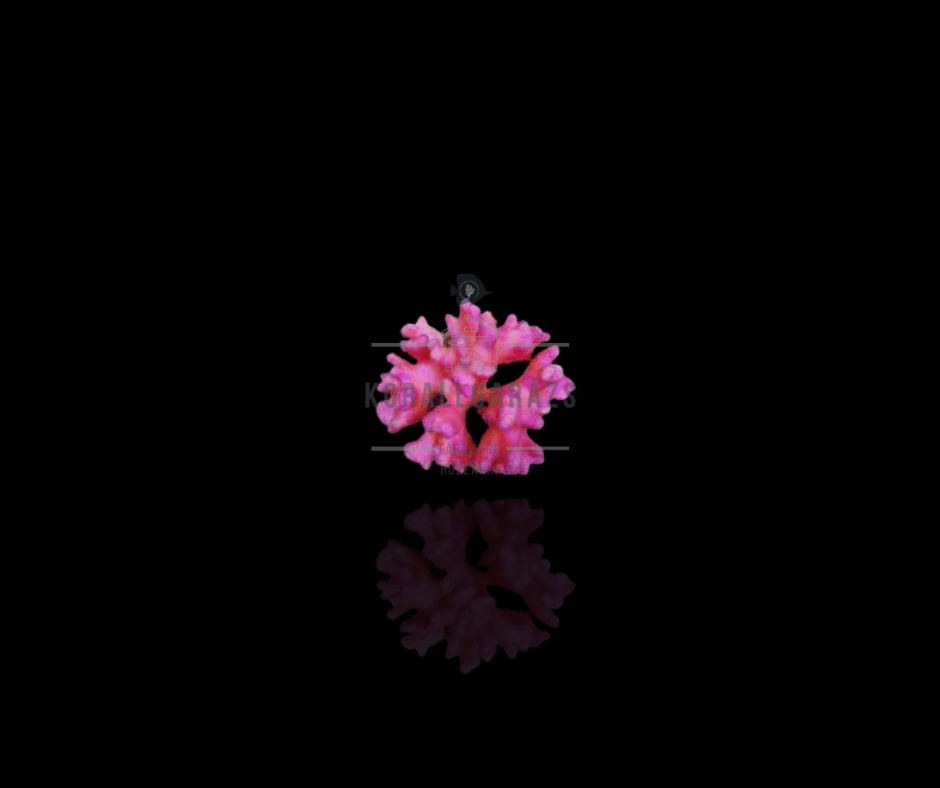 Stylophora Pistillata (Pink Tonga)